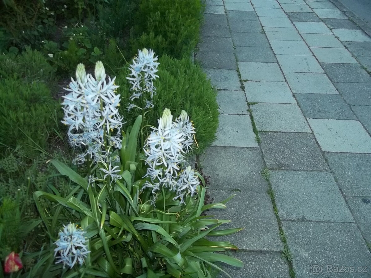 Ladoník cibulovina - 5