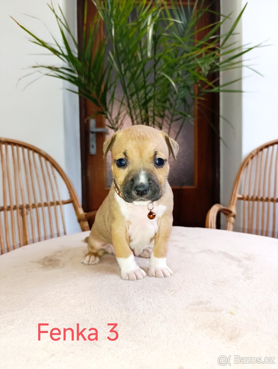 🐾 Americký stafordšírský teriér - 5