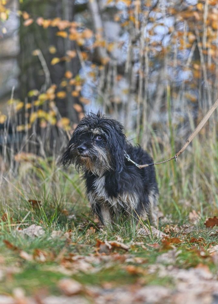 Pejsek Janíček - 5