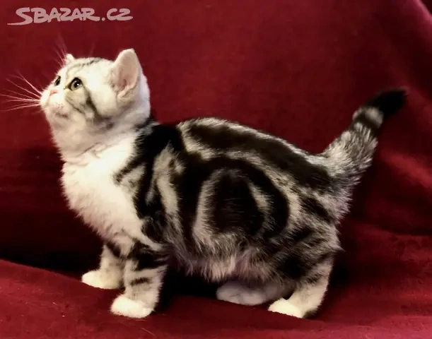 Britská koťátka s PP, FIFE - 5