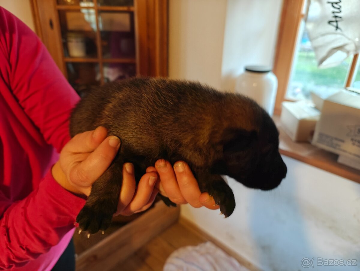 BELGICKÝ OVČÁK MALINOIS - 5