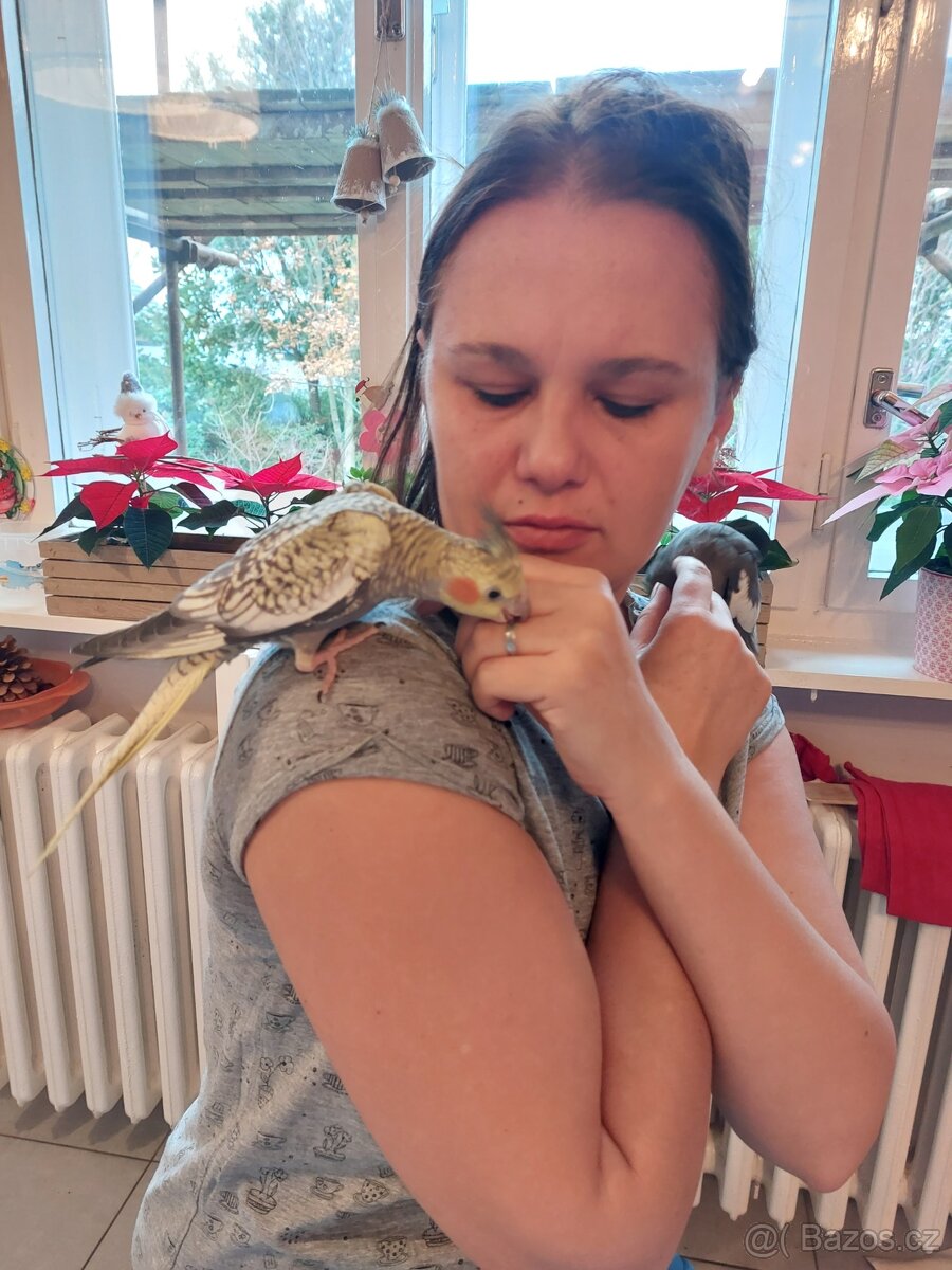 Korela chocholatá - 5