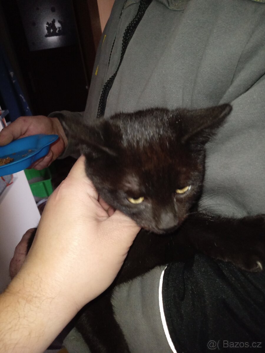 Koťátka - 5