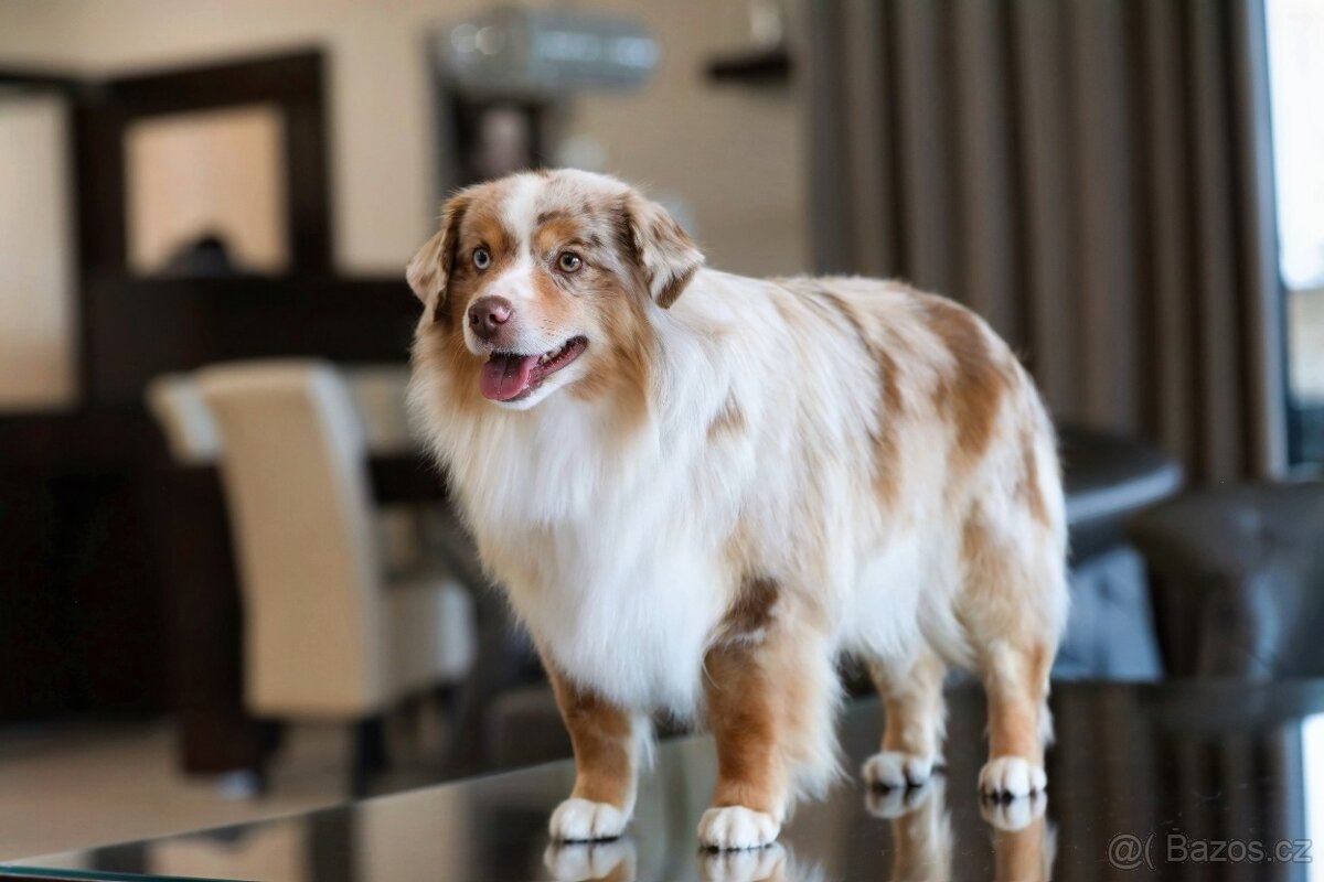 Miniaturní americký ovčák - 5