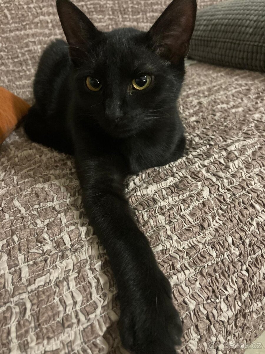 Bolt - osmiměsíční černý kocour, kastrovaný, čipovaný - 5