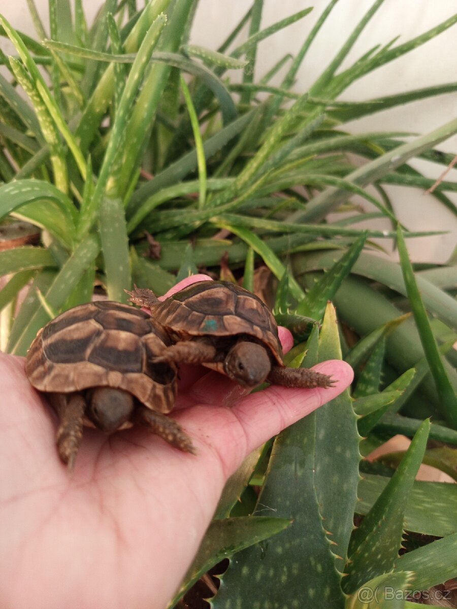 Želva zelenavá mláďata: kupní smlouva, Cites - 5