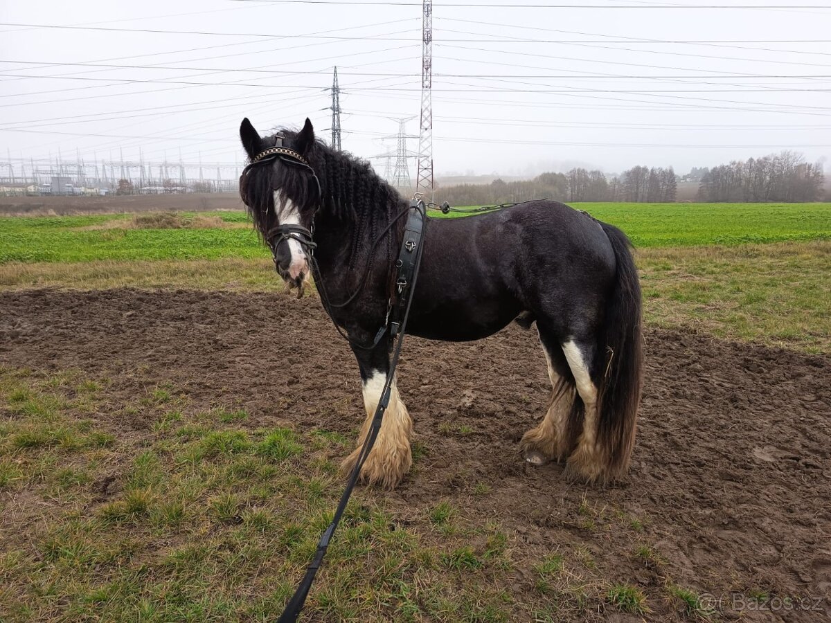 Pripúštanie Írsky Cob - 5