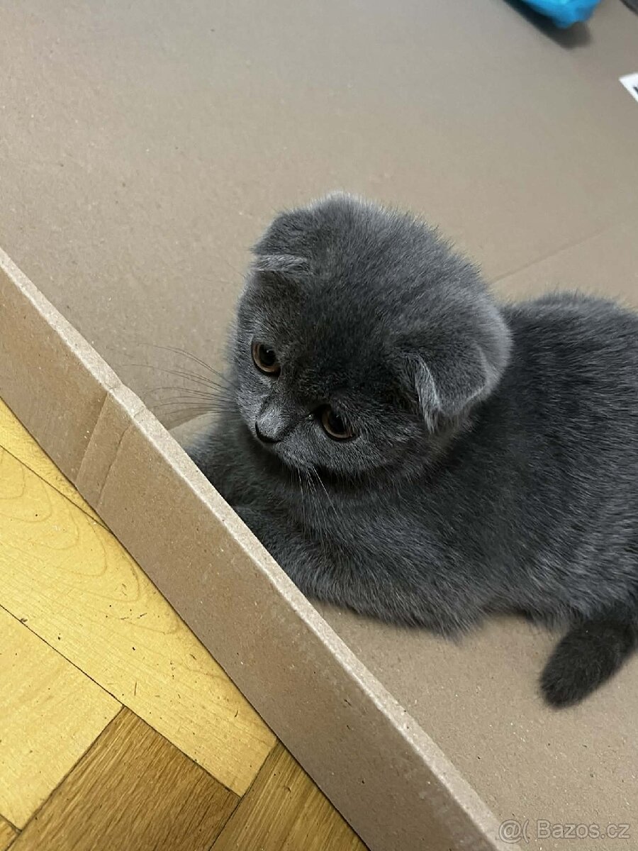 Modrý britský koťátko. - 5