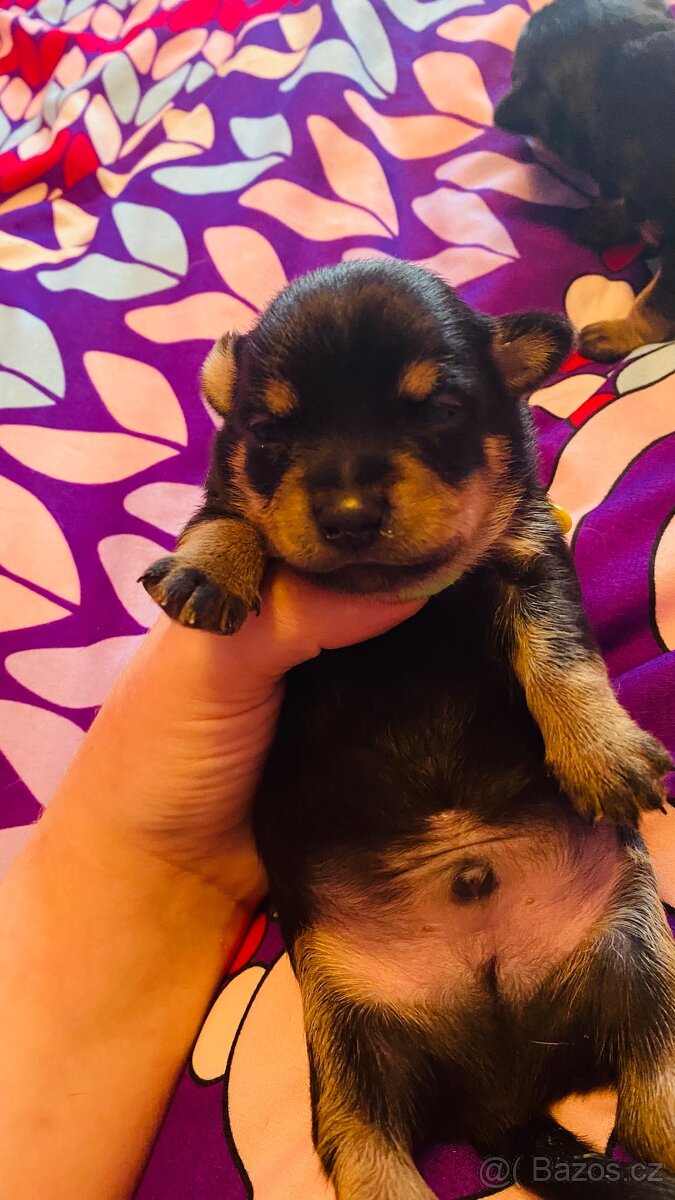 Pes ke krytí Trpaslíci Pinč - 5