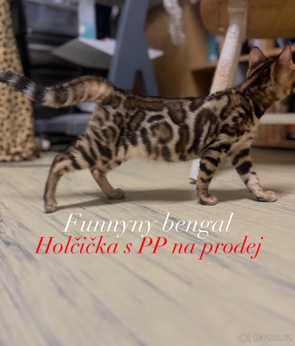Bengálská kočička- koťátko s PP - 5