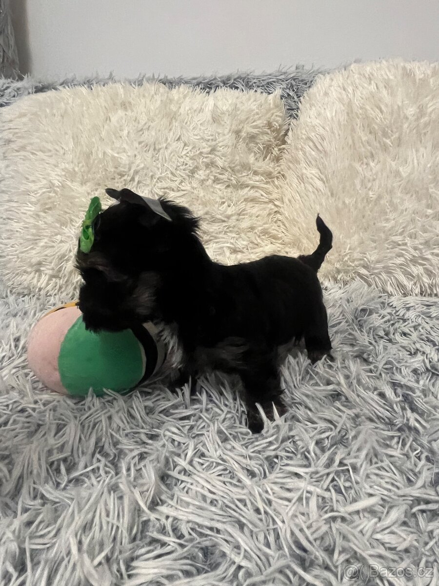 Jorkširský teriér s PP - 5