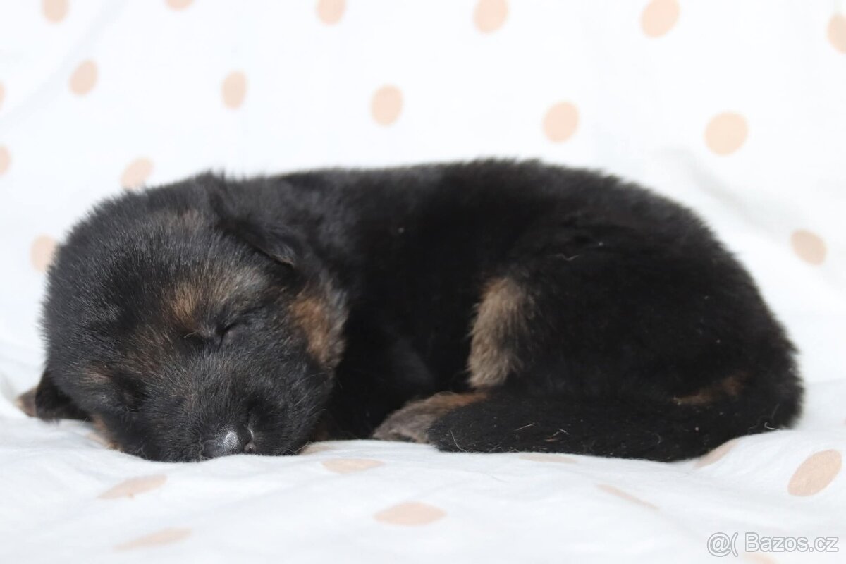 Německý ovčák s PP - 5