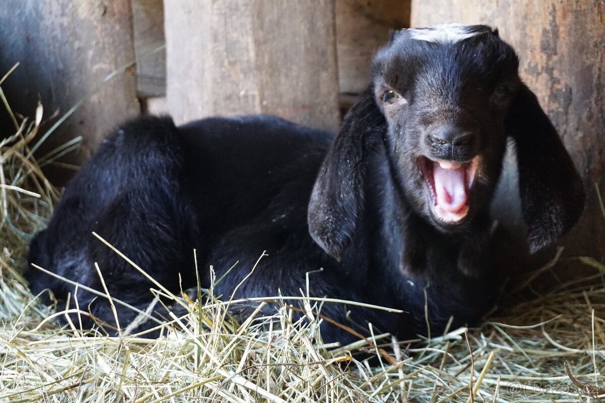 Nadějní AN kozlíci - 5