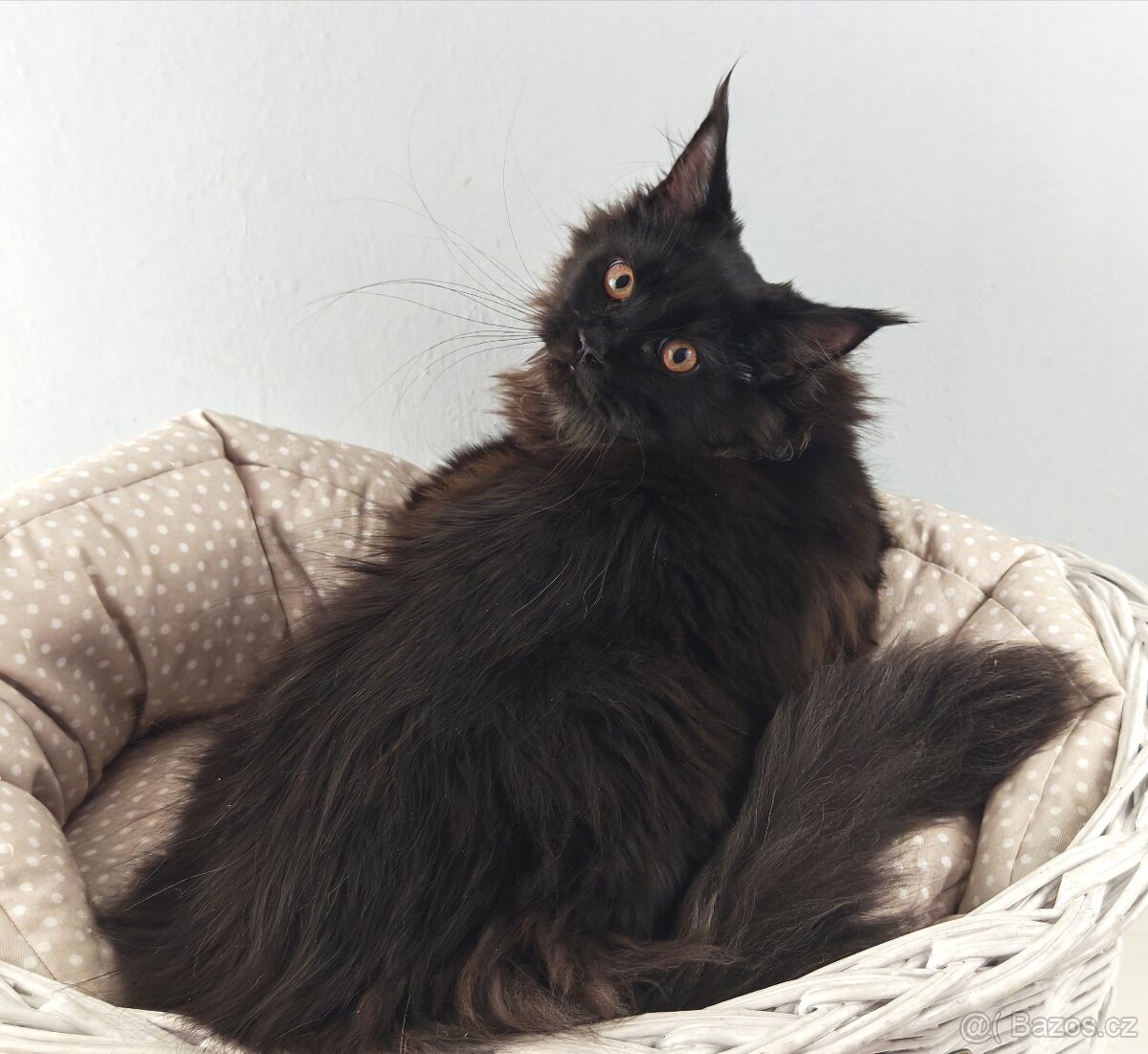 Mainská mývalí kočička s PP - 5