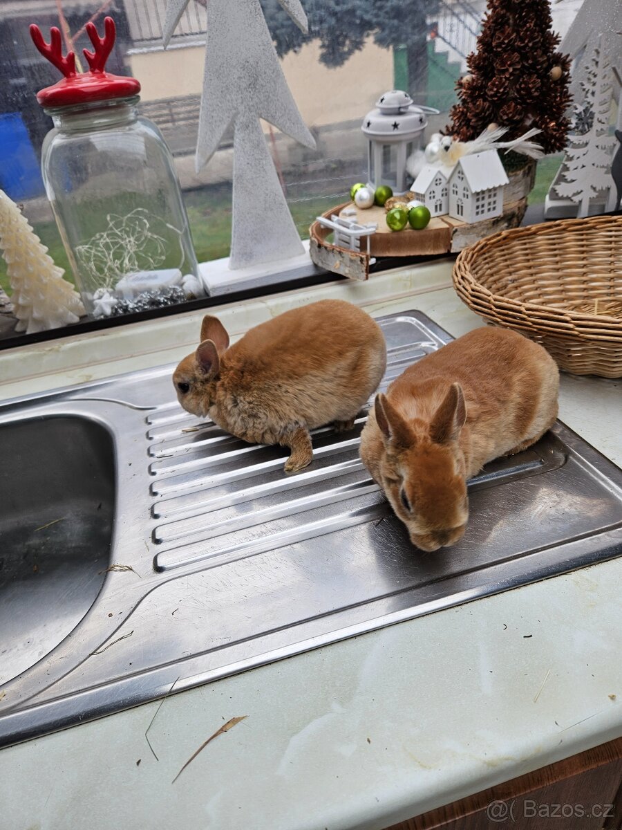 Zakrslý králík - 5