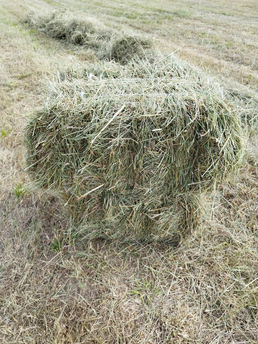 Prodám malé hranaté balíky lučního sena - 5