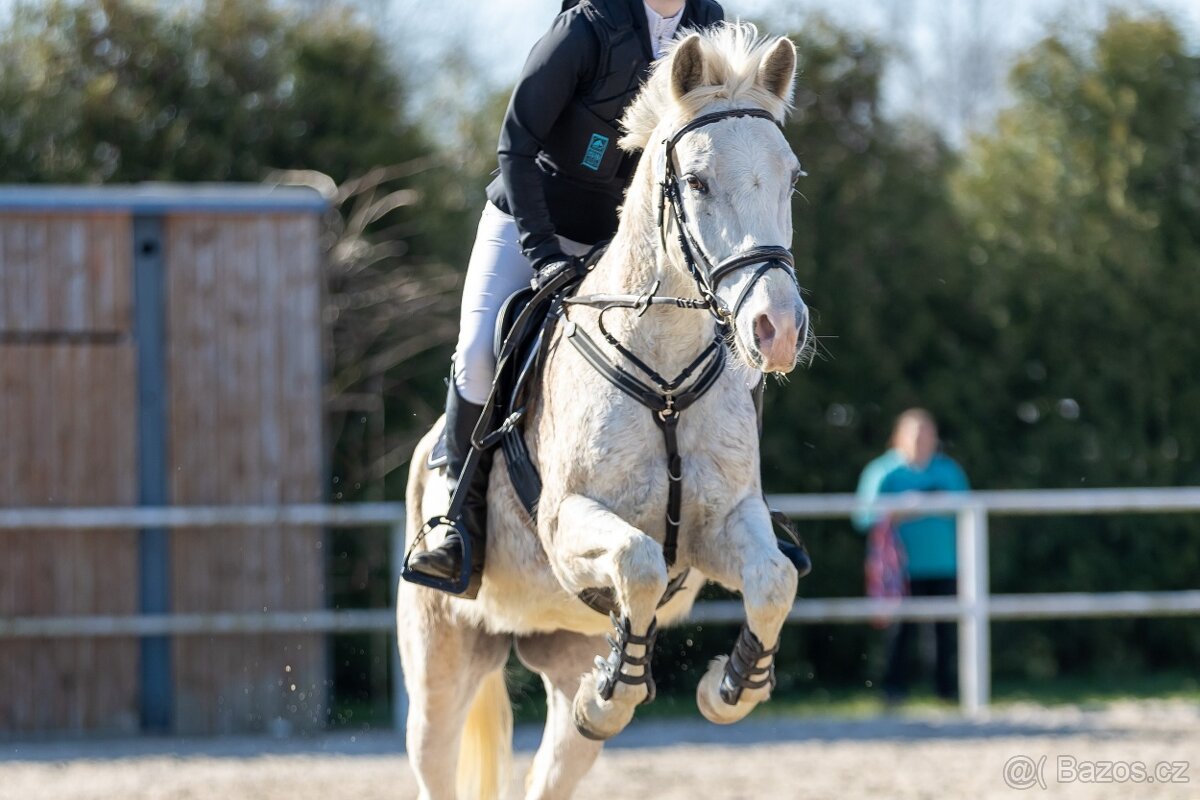 PONY TYP B NA PRODEJ - 5