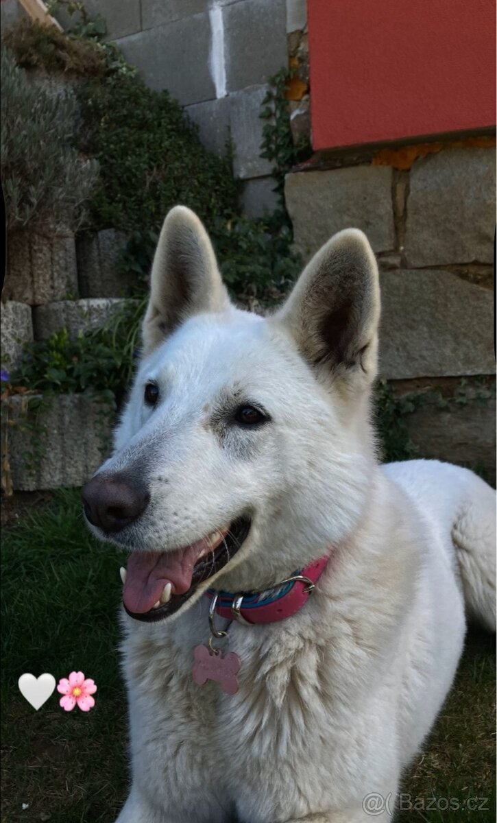 Švýcarský bílý ovčák - 5