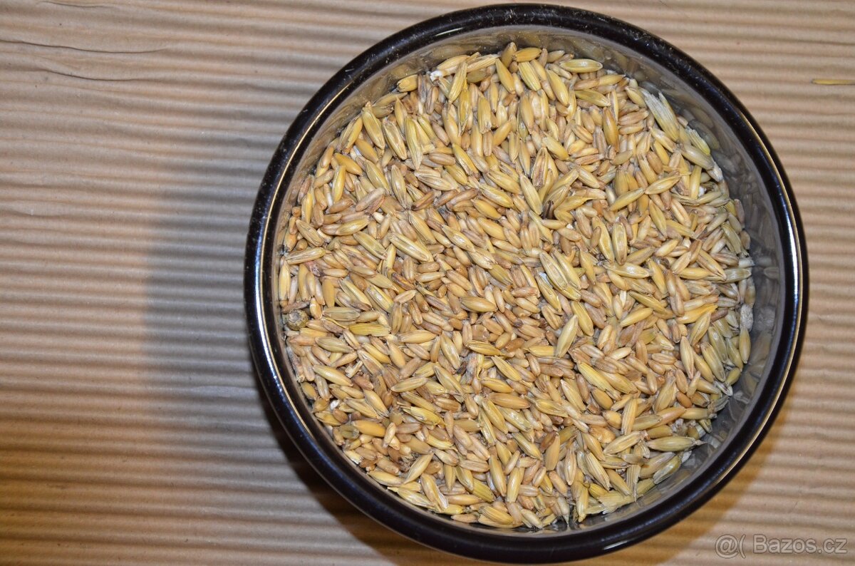 Prodám: Lesknici, Oves nahý, Proso žluté a zelené, hrách a h - 5