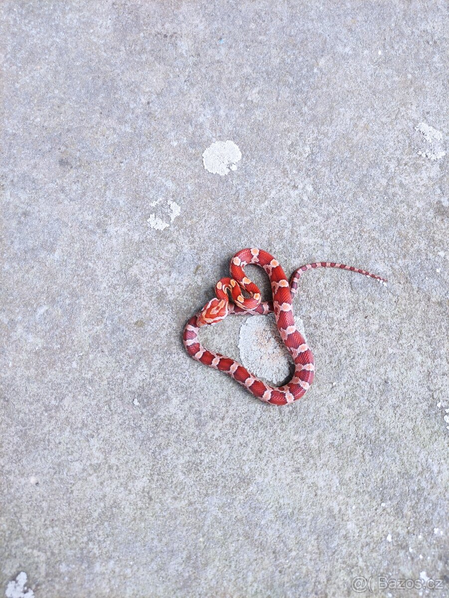 užovka červená, terárium - 5