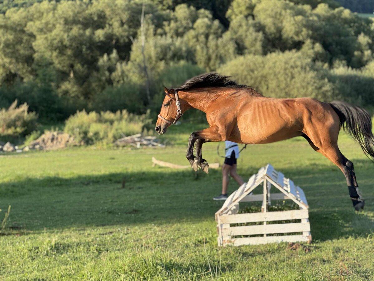 Vestfálská klisna - 5