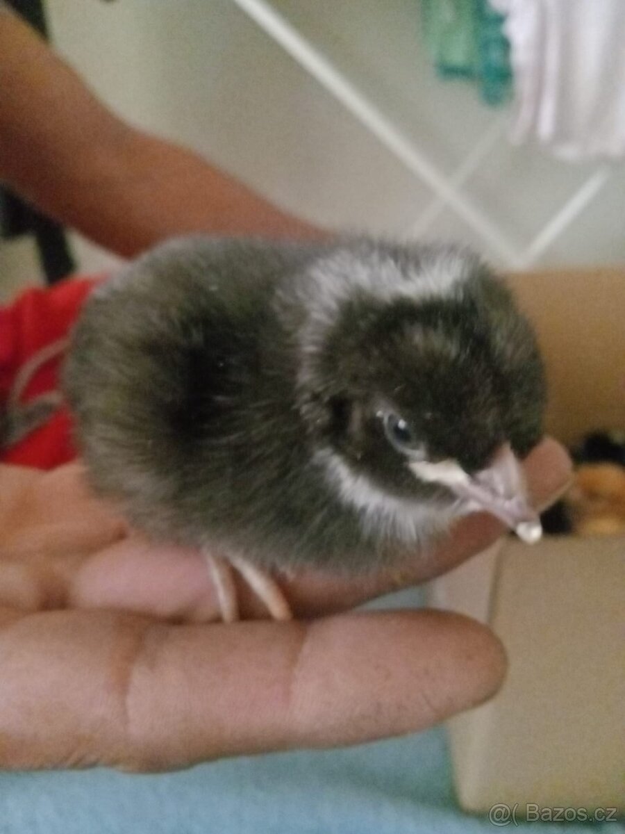 kuřátka Ayam Cemani,Sandchak,Brakelka zlatá - 5