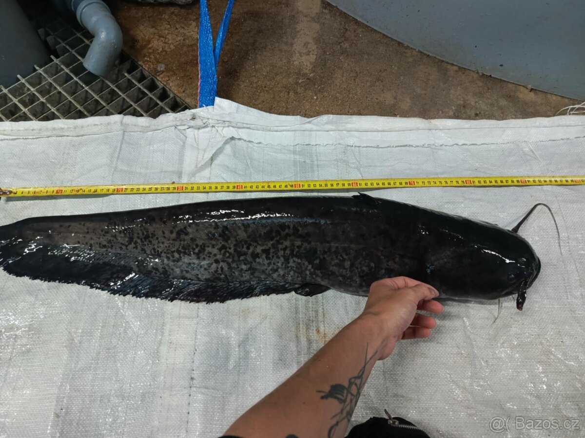 Živé ryby – tržní i okrasné | Volary (okr. Prachatice) - 5