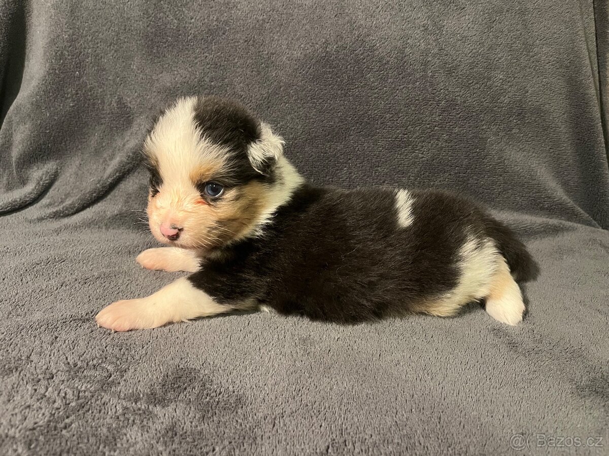 Australský ovčák s PP - štěňata - 5