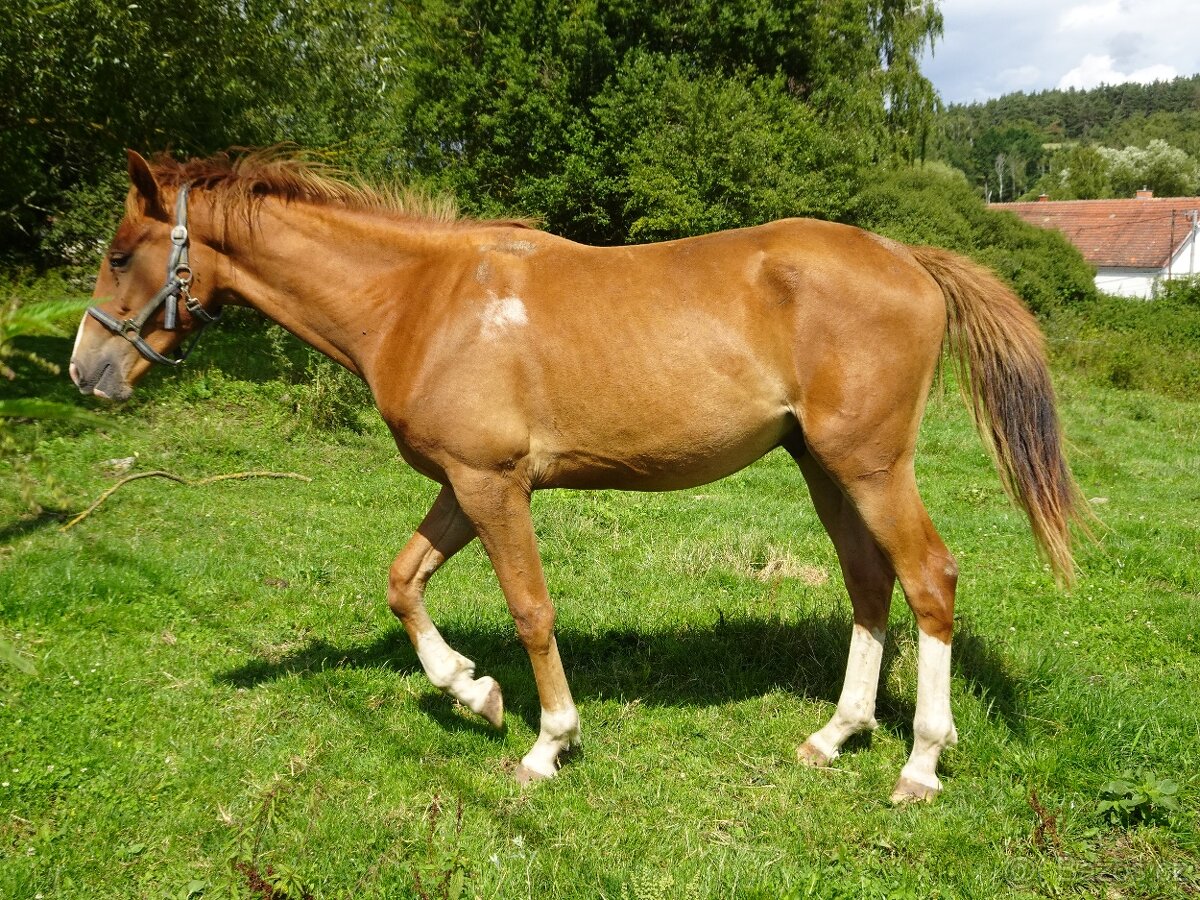 Prodám valacha Kůň Kinský, - 5