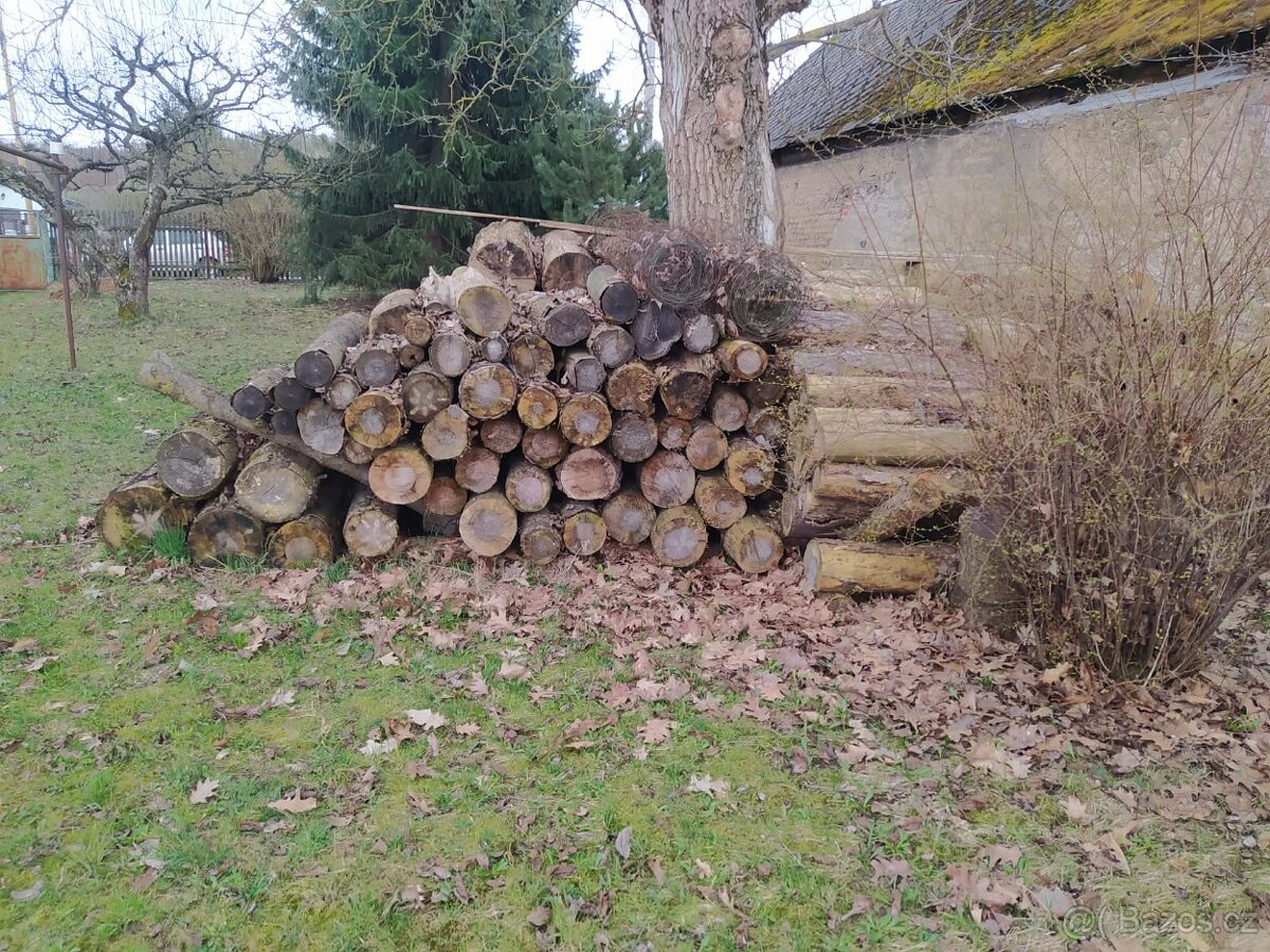 Listnaté dřevo - 5