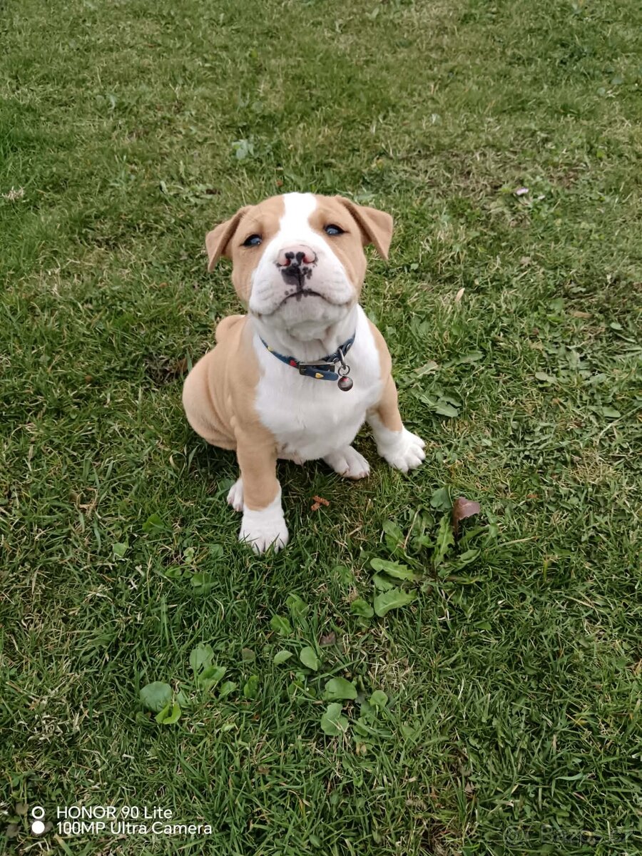 Americký stafordšírský teriér - 5