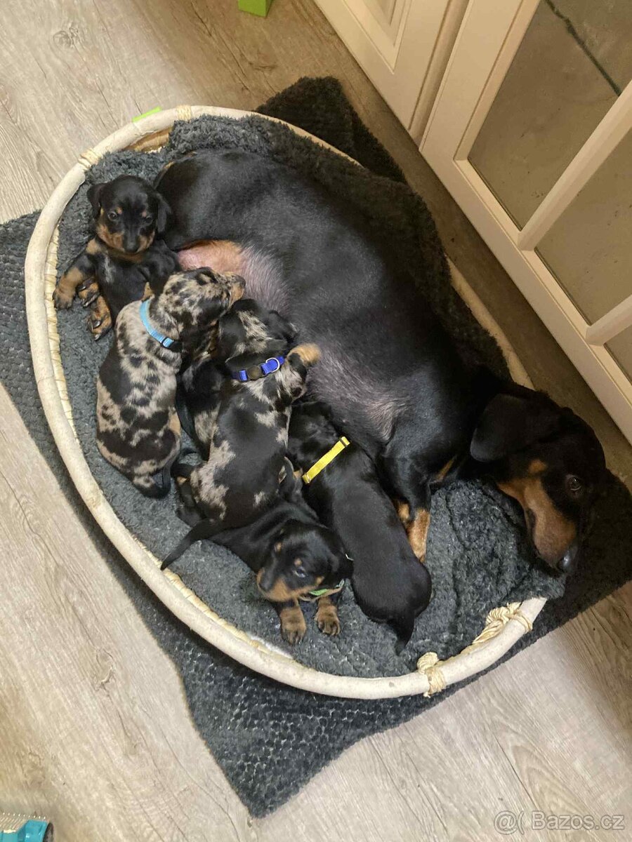 Jezevčík trpasličí krátkosrstý - 5