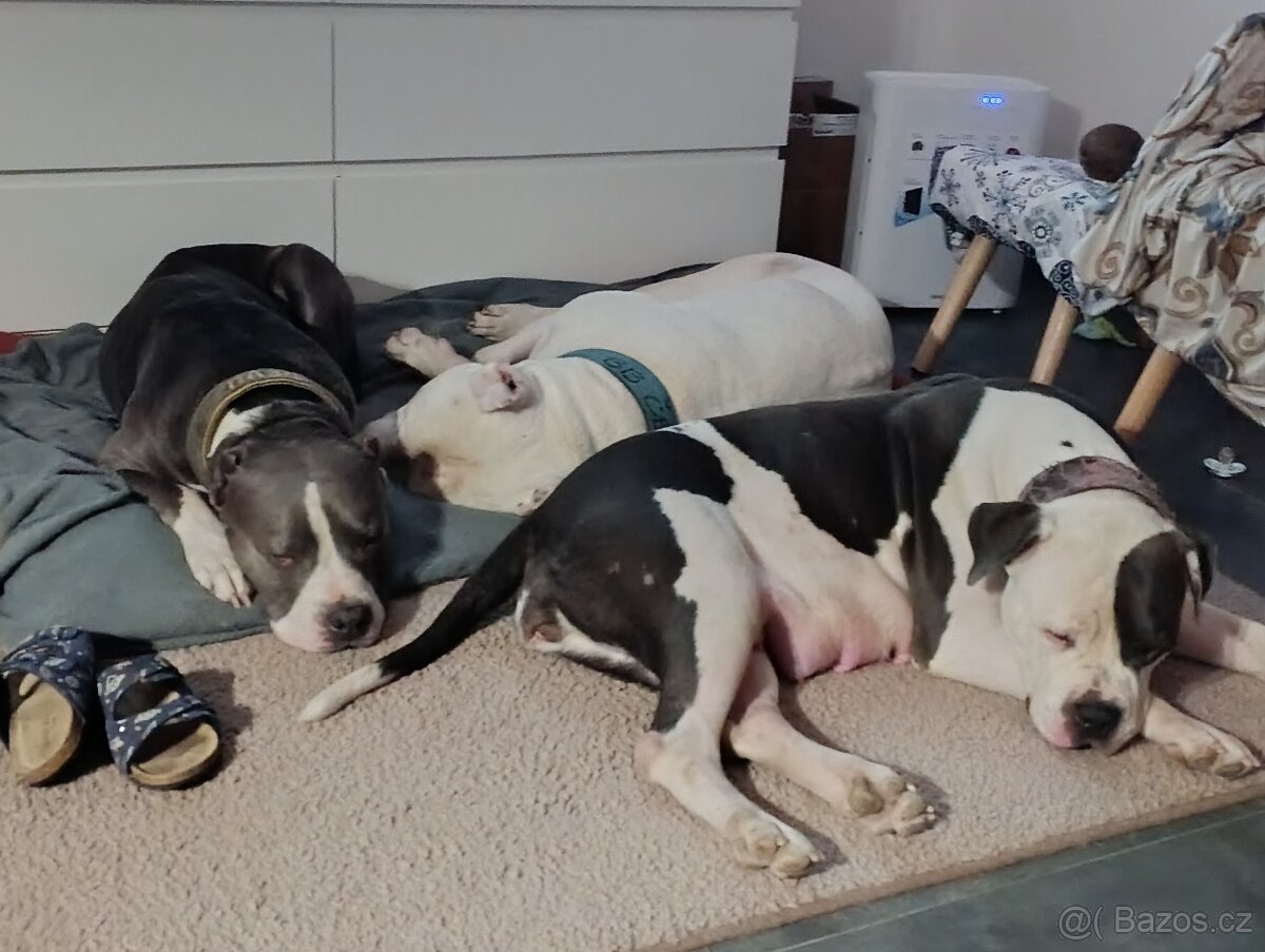 American Bully XL originální původní krev rodokmen ABKC USA - 5