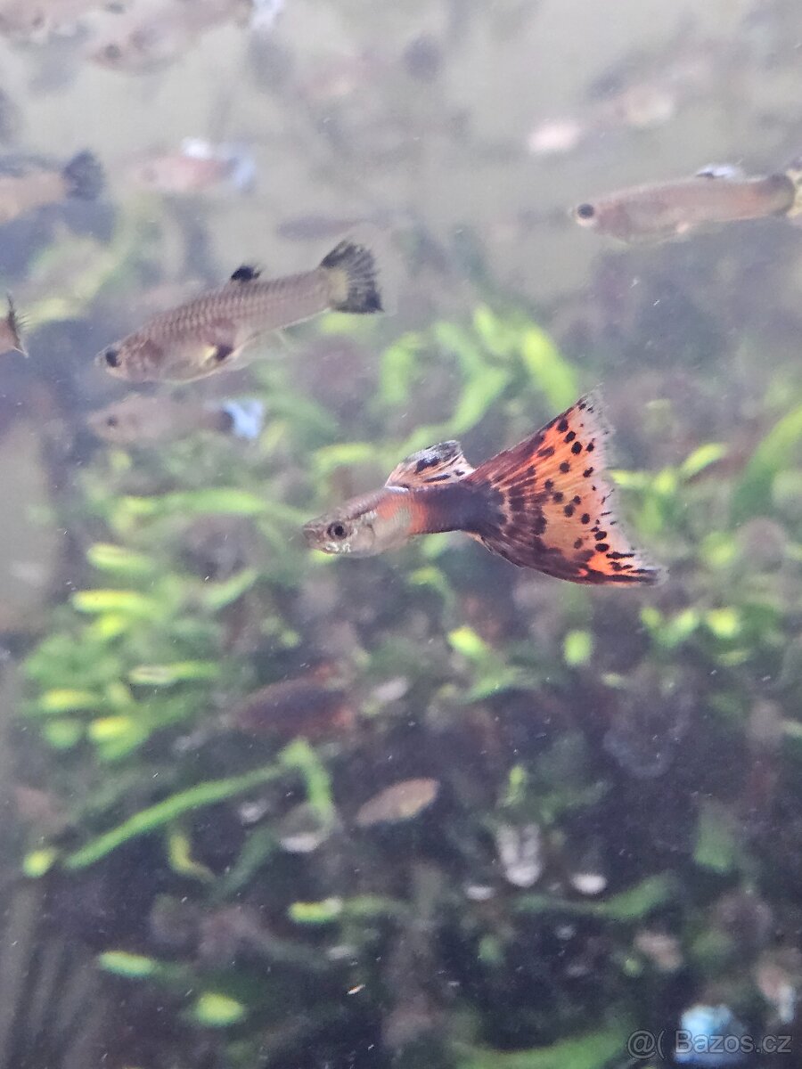 Daruji paví očka - 5