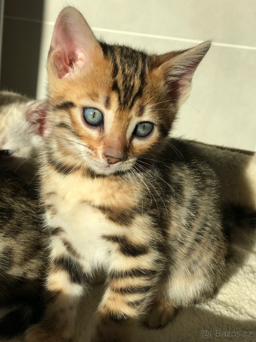 Bengálská koťata - 5