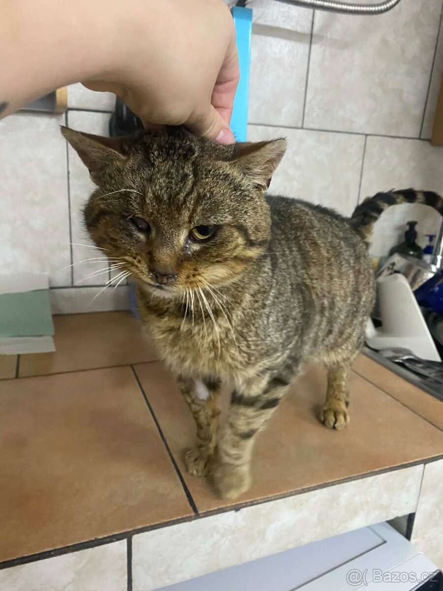 Kocourek Rufus jednoočko - 5