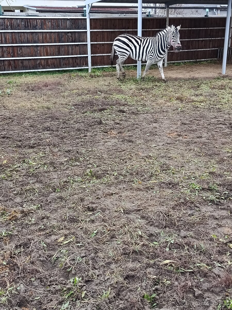 Zebra Chapmanova - 5