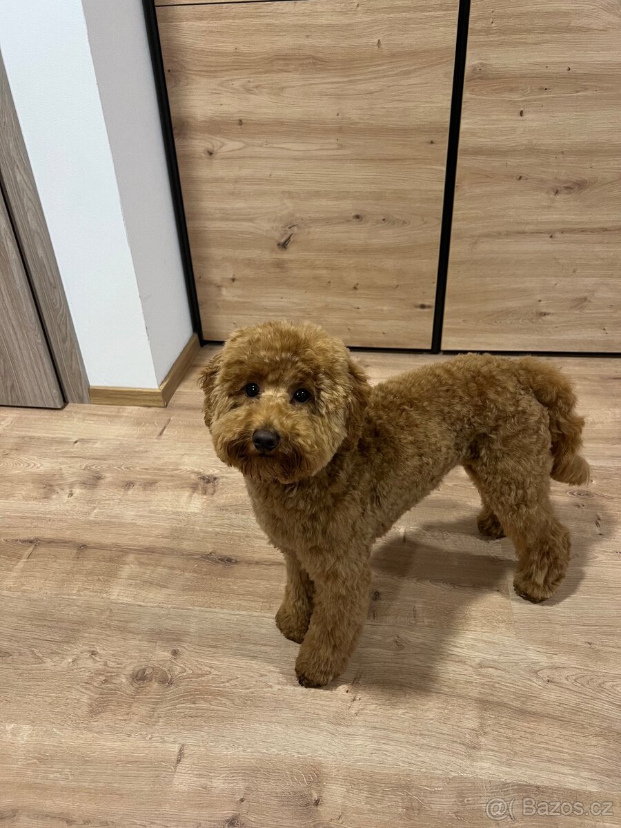 Krytí - Trpasličí Pudl Apricot, 2 roky, 5kg - 5