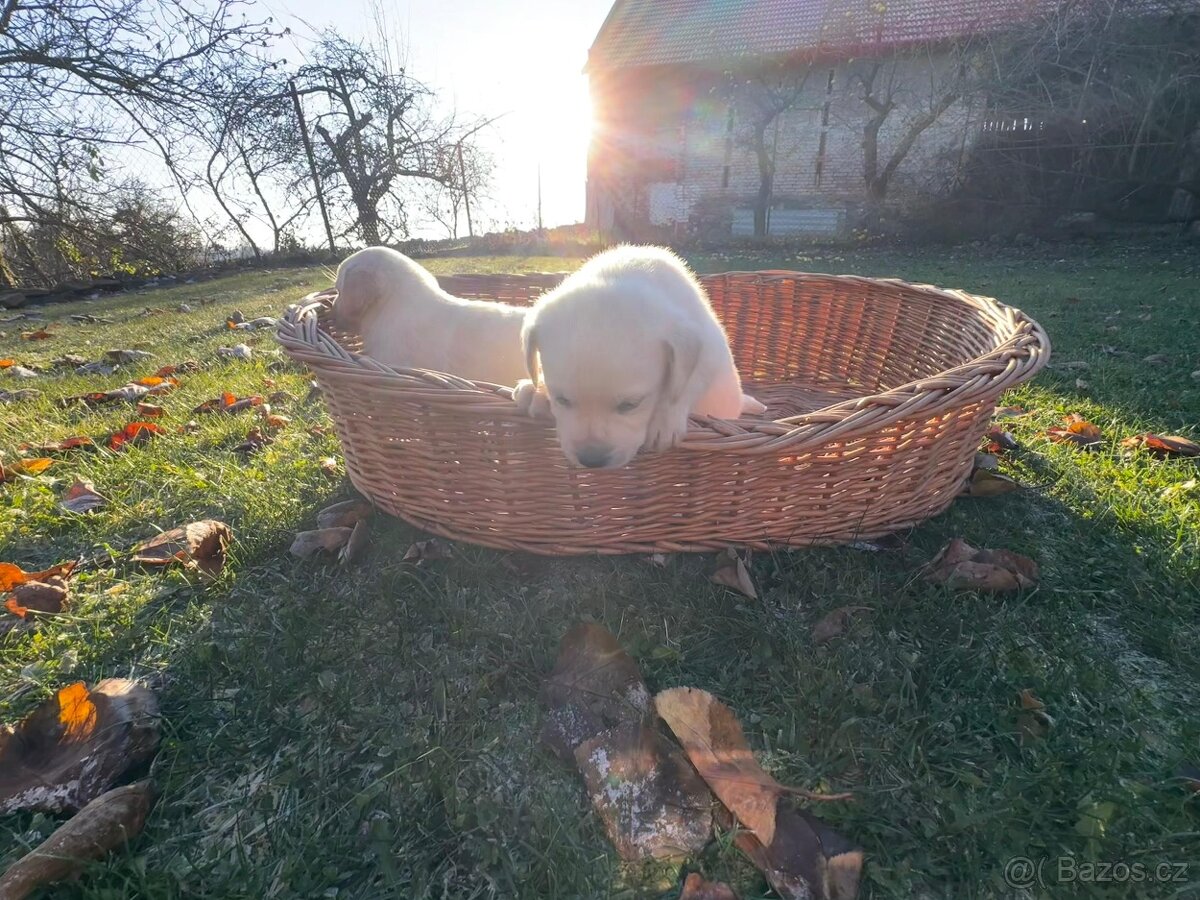 Štěňata Labradorského retrívra - 5