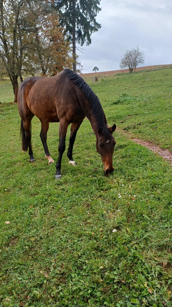 Prodám kobylu A1/1 - 5