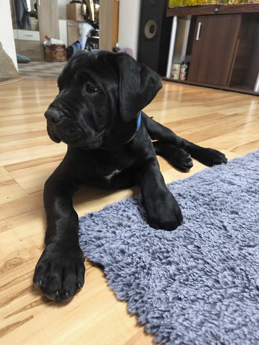 Bandog štěňata - 5