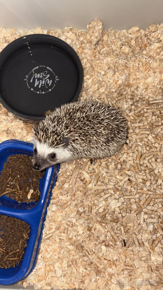 Prodám ježky i s klecí - 5