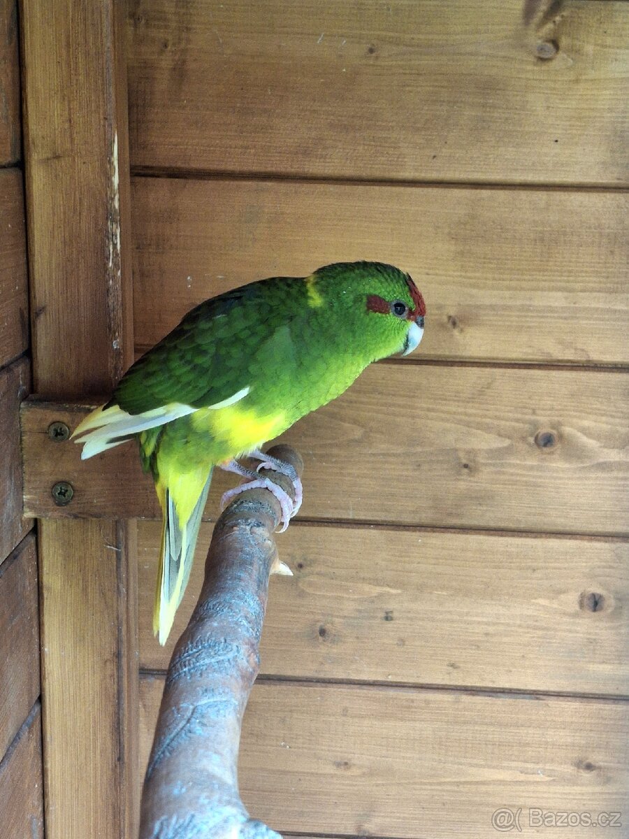 Kakariky - 5