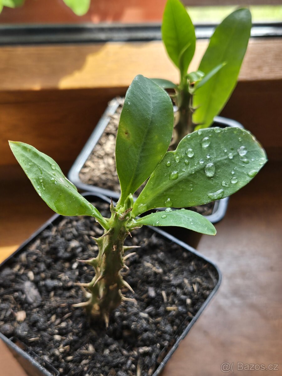 Euphorbia Milii, Trnová koruna - 5