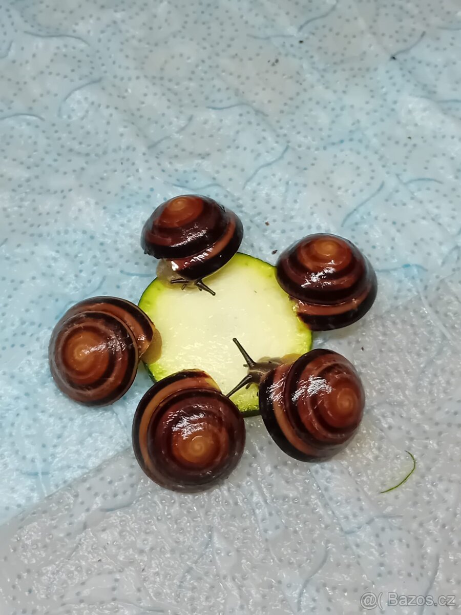 Africký šnek caracolus Salomon Cuba střílet - 5