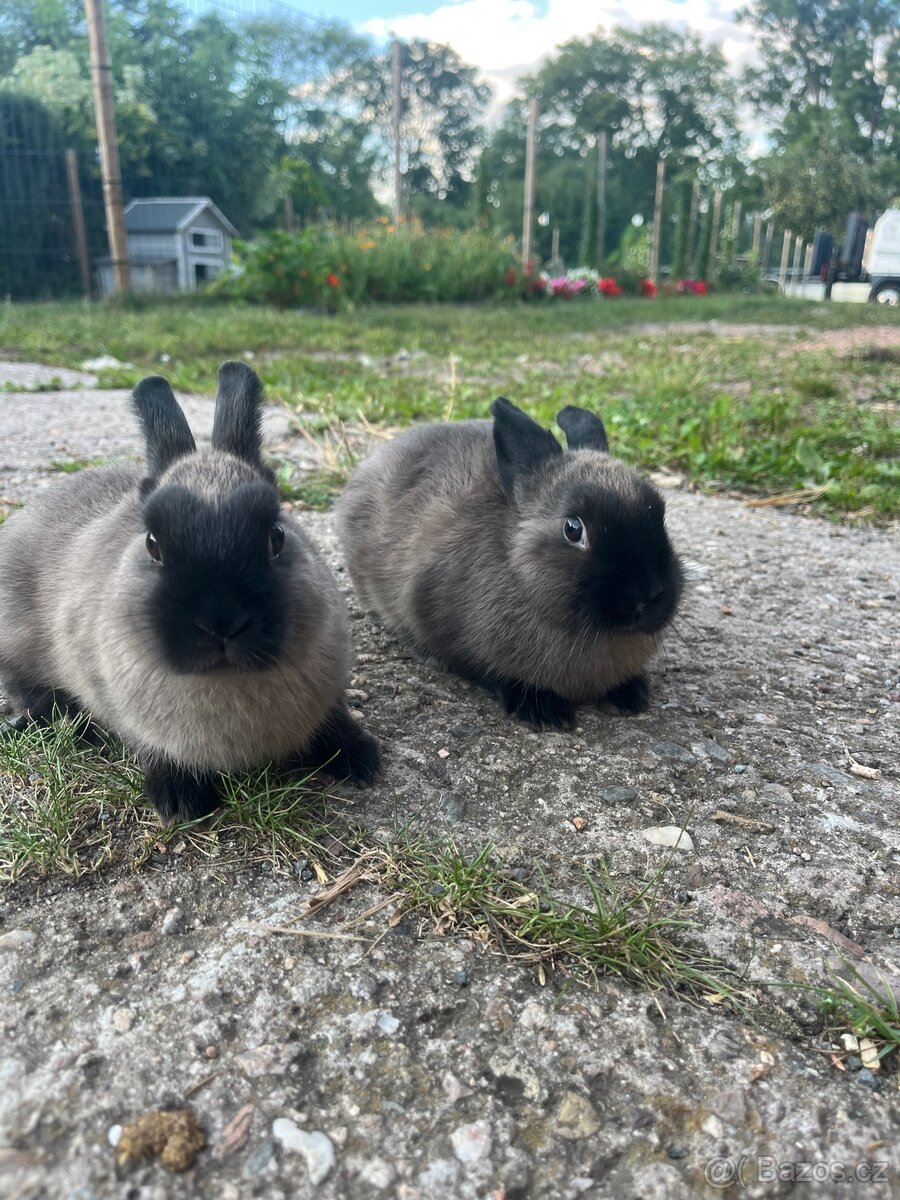 Zakrslý králíček kuní z. - 5