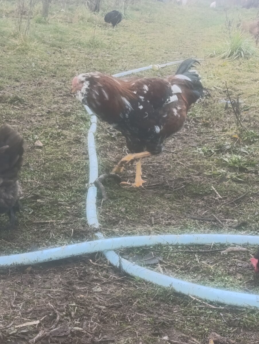 Prodám kohouta Orlovky - 5