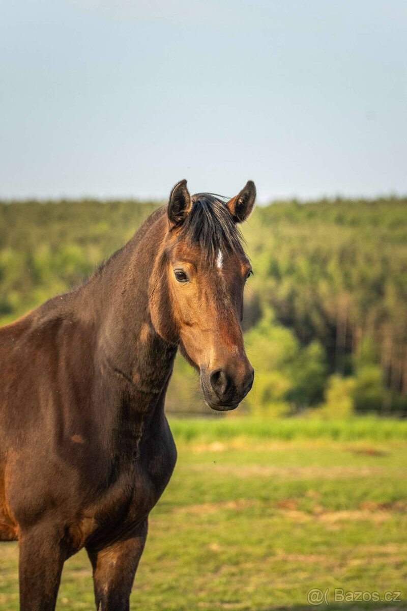 Klisna Welsh Cob 6 let - 5