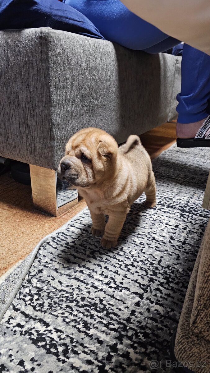 Prodám štěňata shar-pei bez pp - 5