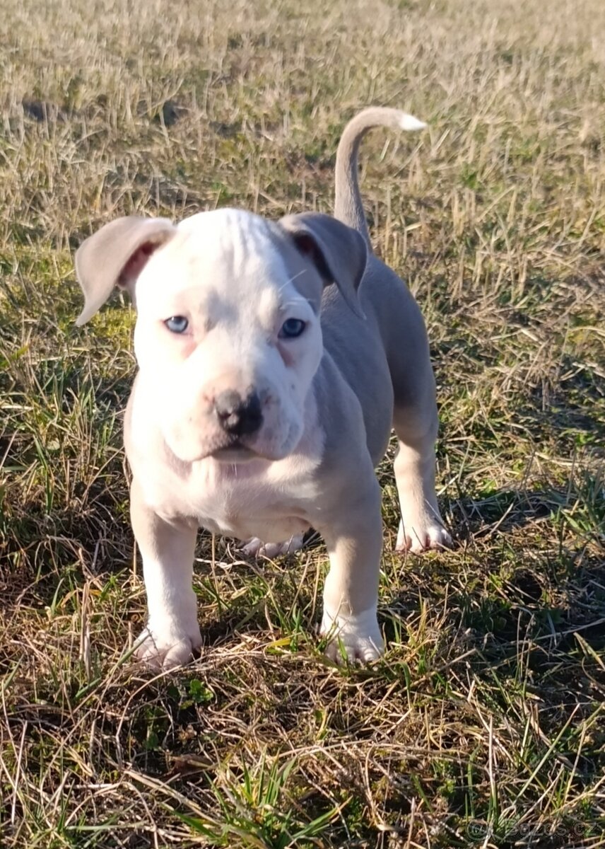 American Bully Standard - 5